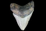 Bargain, Megalodon Tooth - North Carolina #76297-1